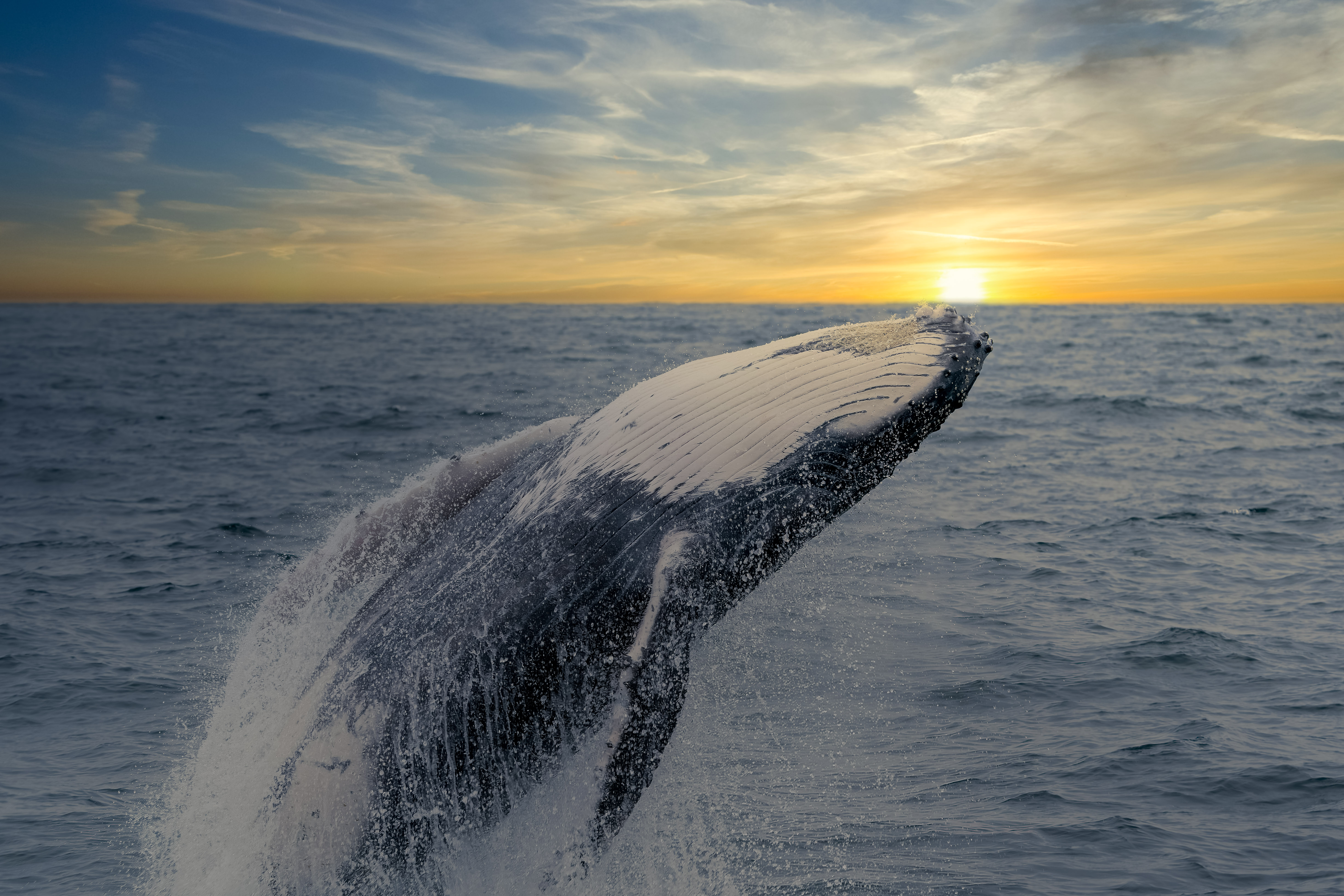 Ballena saltando en el océano al atardecer.